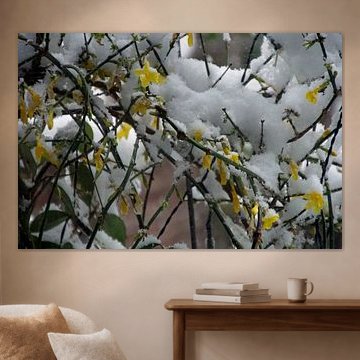 Geel van Winterjasmijn vermengd met het wit van de sneeuw