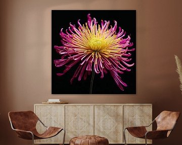 Porträt einer Chrysanthemenblüte