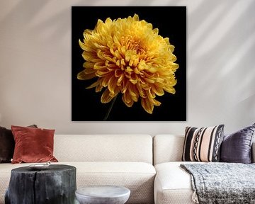 Goldene Chrysantheme im Fokus