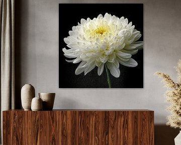 Weiße Chrysantheme In Balance