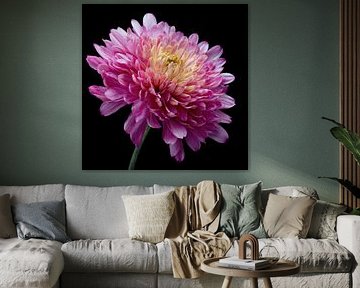 Rosa Chrysantheme im Fokus