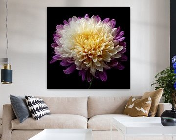 Herbstblume, die Chrysantheme