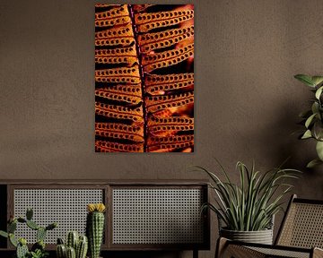 BRUIN VEL van Miroslav Ptacek