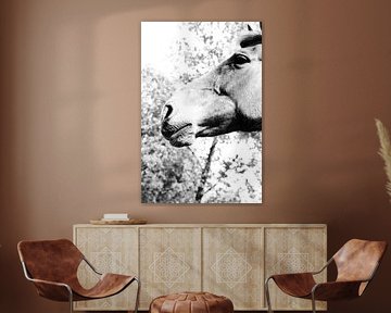 Horse portrait in black and white by Claudia Luijten