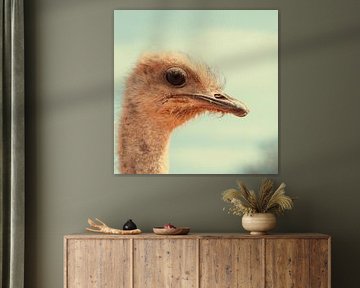 Kopf eines Straußes