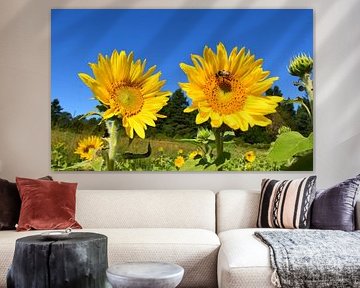 Ein Feld voller Sonnenblumen