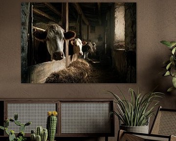 Portrait of cows in an old barn, HDR