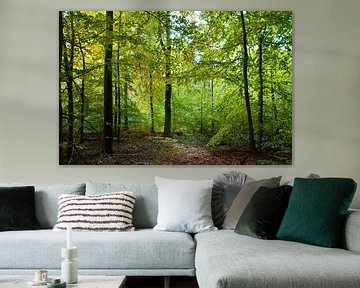 Autumn in a deciduous forest