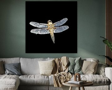 Dragonfly in the dark room - Hovering silence by Skarvaan by Benedict Gertz