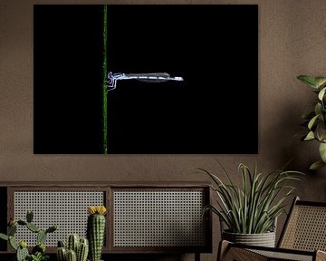 Green line, blue dragonfly - axis of silence by Skarvaan by Benedict Gertz