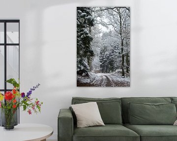 A forest path in winter with snow