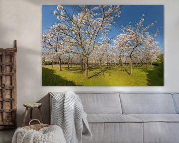 Fruit trees in the Blossom Park, Amstelveen, , North Holland by Rene van der Meer