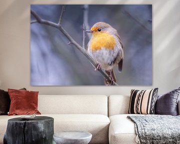 Robins dans la douce lumière d'hiver - photographie de nature sereine