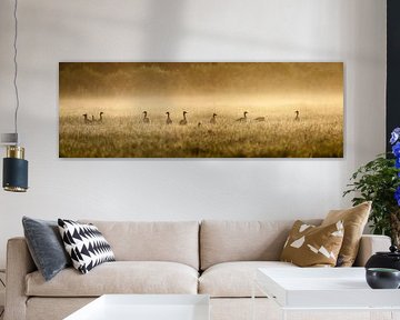 Graugänse (Anser anser) im Morgennebel. von Frans Lemmens