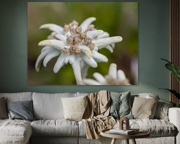 Fleur d'hiver Edelweiss sur QEIMOY