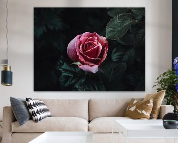 Velvet Rose by Klaas Tolsma