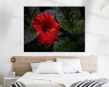 Red hibiscus with raindrops by Klaas Tolsma