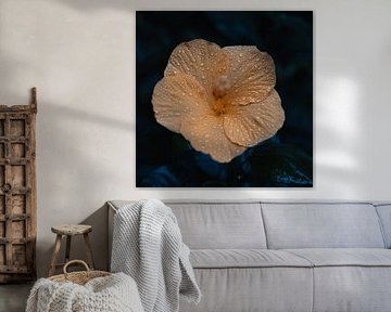 Soft orange hibiscus by Klaas Tolsma