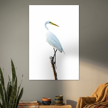 Grote witte zilverreiger