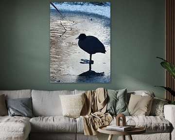 Blässhuhn auf dem Eis von Despb