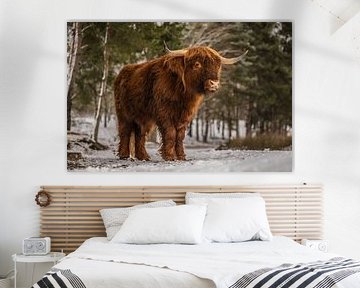 Highlander écossais dans la neige