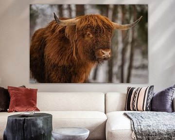 Schöne Hörner hat dieser schottische Highlander von Bas Fransen