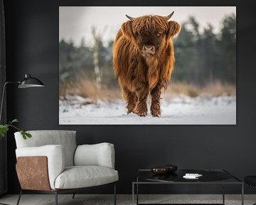 Schottischer Highlander im Schnee von Bas Fransen