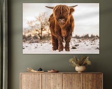 Schottischer Highlander beim Grasen im Schnee von Bas Fransen