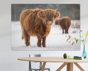 Schottischer Highlander im Schnee in Brabant. von Bas Fransen
