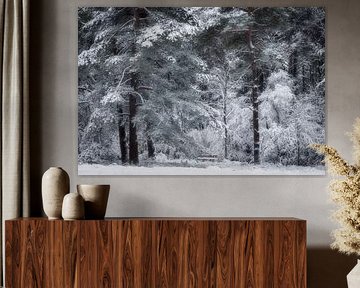 Winter fairytale forest