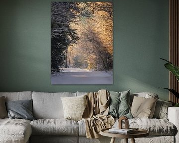 Winter trail in warm morning light