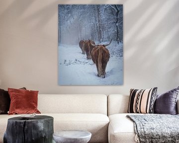 Schottische Highlander im Schnee