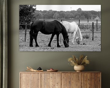 Black and white horses by Roland Kemp