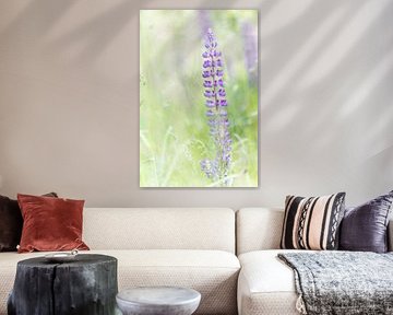 Stille in Violett - Lupine im weichen Sommerlicht