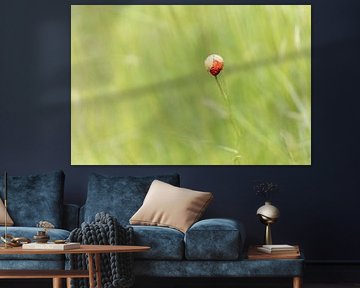 Minimalistische Mohnblume in weichem Licht von Miranda Geerts Art