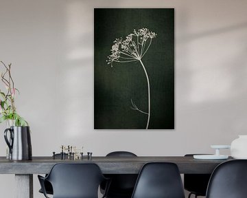 Botanical print of an umbellifer on dark green