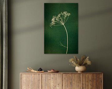 Botanical print of an umbellifer on greenery