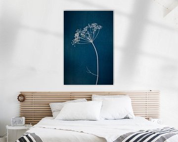 Botanical print of an umbellifer on petrol blue