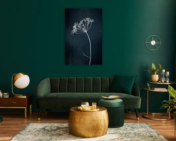 Botanical print of an umbellifer on dark blue