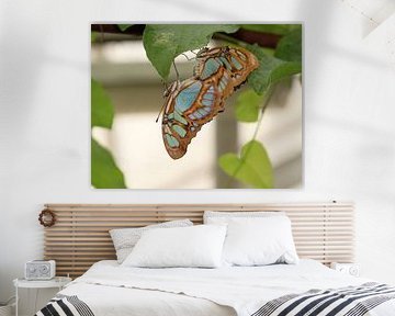 Malachite butterfly by Matthias Brix