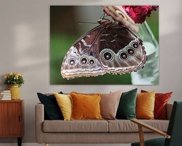 Blue morpho butterfly by Matthias Brix