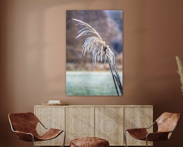 Rietbladeren bedekt met riet van ManfredFotos