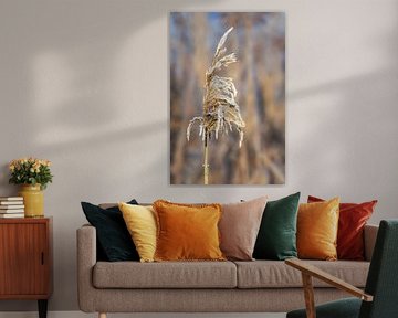 Rietbladeren bedekt met riet van ManfredFotos