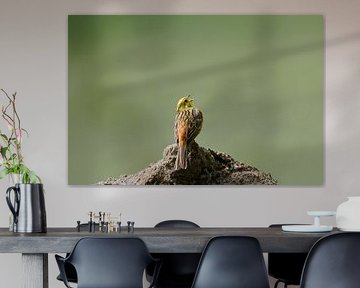 Goldammer Gesang - Töne der heimischen Natur von Skarvaan by Benedict Gertz