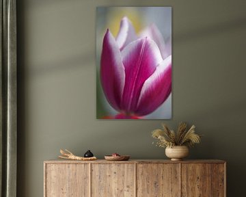 Pink Tulip Heart: Soft Light and Line by M.J. Lagerwerf