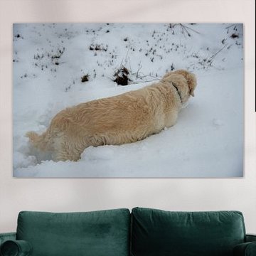 Un golden retriever joue dans la neige, Pays-Bas