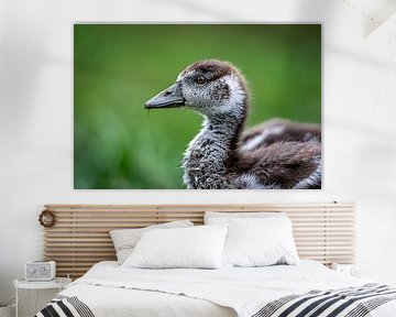 Nile goose cub in green morning light by M.J. Lagerwerf