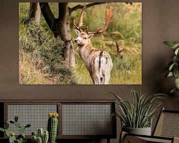 Stag with looking back, curious gaze by M.J. Lagerwerf