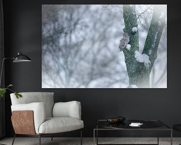 Uil in winterkleed van Rando Kromkamp Natuurfotograaf