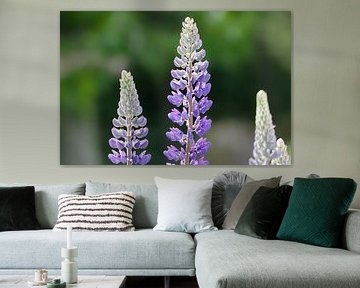 Lupinen in fel licht